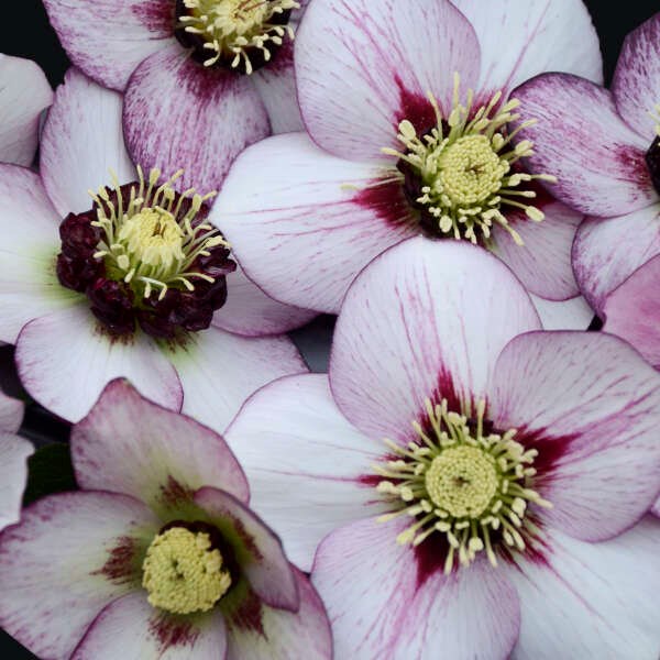 2g Honeymoon® Series French Kiss Lenten Rose